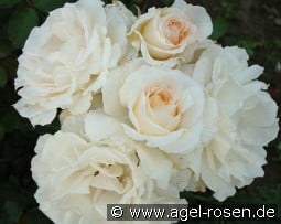 Poustinia kaufen, click for more details Poustinia