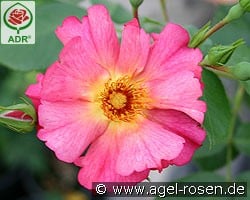 Pretty Sunrise syn. Yann Arthus-Bertrand kaufen, click for more details Pretty Sunrise syn. Yann Arthus-Bertrand