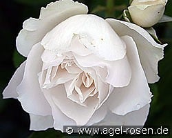 Princess of Wales kaufen, click for more details Princess of Wales