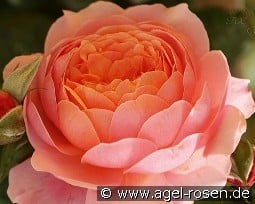 Prix P. J. Redouté kaufen, click for more details Prix P. J. Redouté