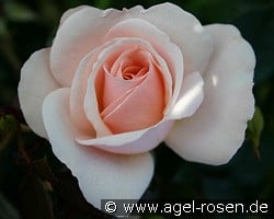 Queens Palace kaufen, click for more details Queens Palace