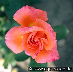 Reigen kaufen, click for more details Reigen