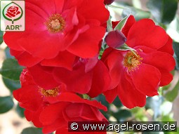 Resonanz kaufen, click for more details Resonanz