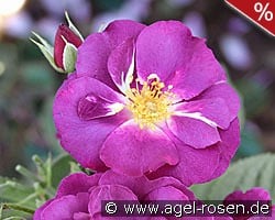 Rhapsody in Blue kaufen, click for more details Rhapsody in Blue