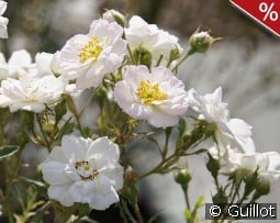 Rosa Bonheur kaufen, click for more details Rosa Bonheur