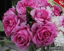 Rose de Pompadour kaufen, click for more details Rose de Pompadour