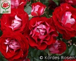 Rose der Einheit kaufen, click for more details Rose der Einheit