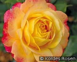 Rose der Hoffnung kaufen, click for more details Rose der Hoffnung