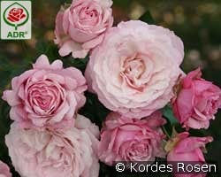 Rosenfaszination kaufen, click for more details Rosenfaszination