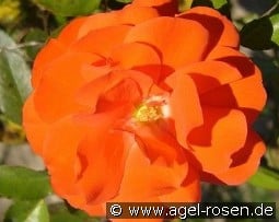 Rosi Mittermaier kaufen, click for more details Rosi Mittermaier