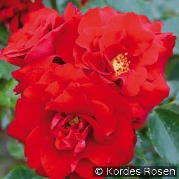 Roter Drache kaufen, click for more details Roter Drache