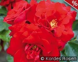 Roter Drache kaufen, click for more details Roter Drache