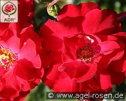 Rotilia kaufen, click for more details Rotilia