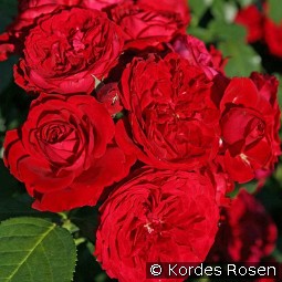 Rotkäppchen kaufen, click for more details Rotkäppchen