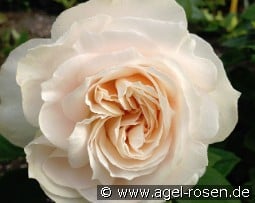 Royal Diva - Plant'n'Relax kaufen, click for more details Royal Diva - Plant'n'Relax