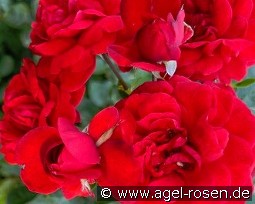 Scarlet Bonica kaufen, click for more details Scarlet Bonica