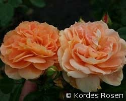 Schöne vom See kaufen, click for more details Schöne vom See