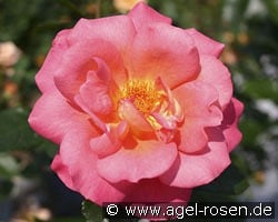 Shanty kaufen, click for more details Shanty