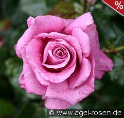 Shocking Blue kaufen, click for more details Shocking Blue