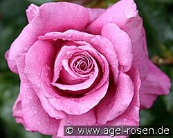 Shocking Blue kaufen, click for more details Shocking Blue