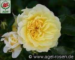 Solero kaufen, click for more details Solero