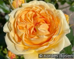 Spotlight kaufen, click for more details Spotlight