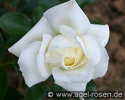 Summer Palace kaufen, click for more details Summer Palace