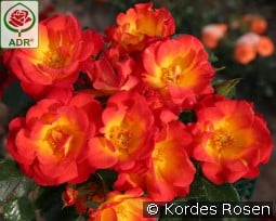 Summer of Love kaufen, click for more details Summer of Love