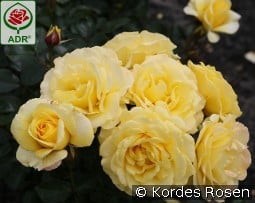 Sunmaid kaufen, click for more details Sunmaid