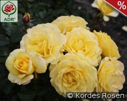 Sunmaid kaufen, click for more details Sunmaid