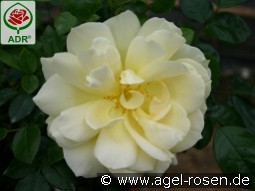 Sunstar syn. Gabriele Gebauer kaufen, click for more details Sunstar syn. Gabriele Gebauer