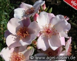 Sweet Pretty kaufen, click for more details Sweet Pretty