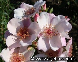 Sweet Pretty kaufen, click for more details Sweet Pretty