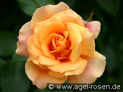 Tequila 2003 kaufen, click for more details Tequila 2003