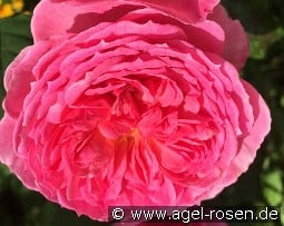 Theo Clevers Essbare Rose kaufen, click for more details Theo Clevers Essbare Rose