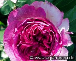 Thierry Marx kaufen, click for more details Thierry Marx