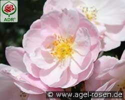 Utopia kaufen, click for more details Utopia