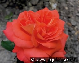 Valérie de Montgolfier kaufen, click for more details Valérie de Montgolfier