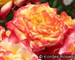 Vulcano Flower Circus kaufen, click for more details Vulcano Flower Circus