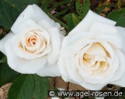 Waltraud kaufen, click for more details Waltraud