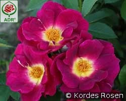 Weg der Sinne kaufen, click for more details Weg der Sinne