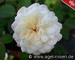 Weiße Gruß an Aachen kaufen, click for more details Weiße Gruß an Aachen