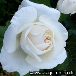 Weisse Queen Elizabeth kaufen, click for more details Weisse Queen Elizabeth