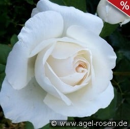 Weisse Queen Elizabeth kaufen, click for more details Weisse Queen Elizabeth