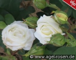 Weißer Engel kaufen, click for more details Weißer Engel
