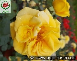 Westart kaufen, click for more details Westart