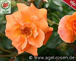 Westzeit kaufen, click for more details Westzeit