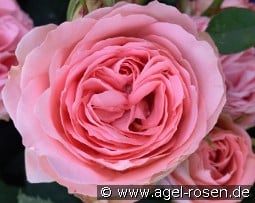 What a Wonderful World - Plant'n'Relax kaufen, click for more details What a Wonderful World - Plant'n'Relax