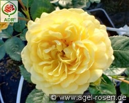 Yellow Meilove kaufen, click for more details Yellow Meilove