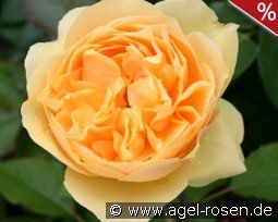 Rosa foetida 'Persiana' Persian Yellow